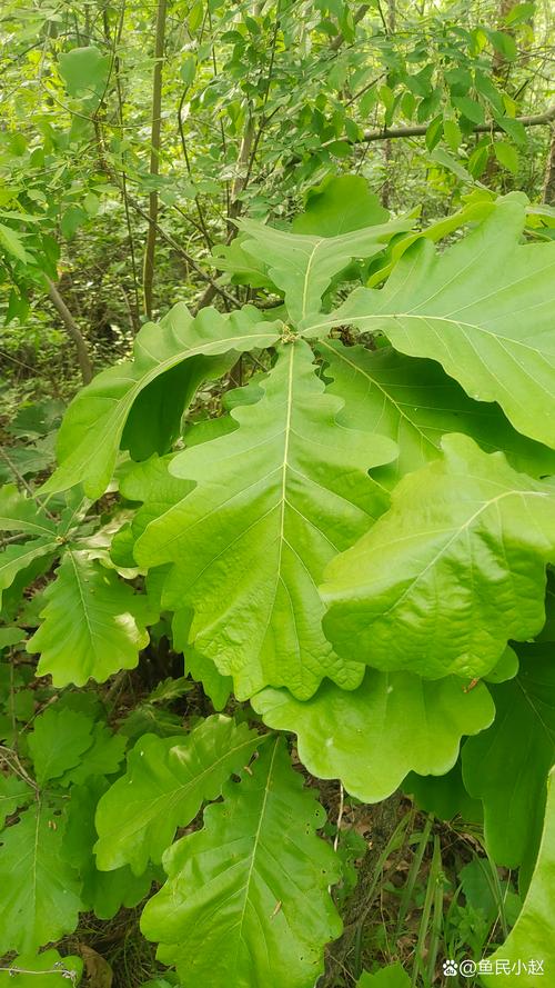 什么树的树叶最大?——探秘自然界的巨型叶片 二、水生植物中的王者:王莲