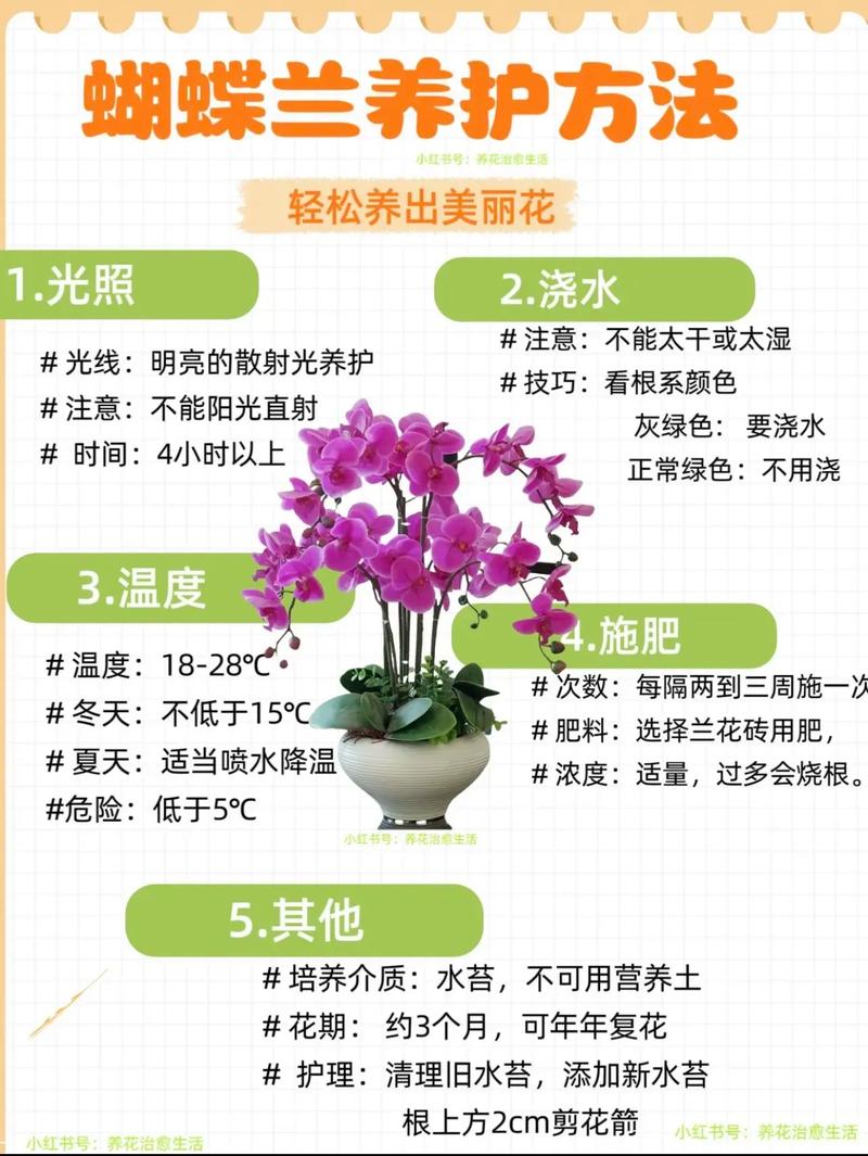 蝴蝶兰盆栽养殖全攻略:从浇水施肥到换盆技巧,轻松养出爆花盆景 换盆:一年一次,更新基质