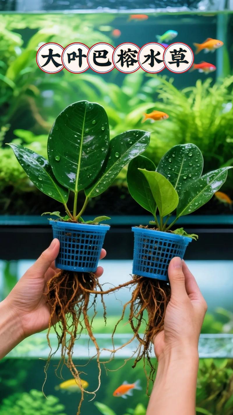 种植步骤与操作要点