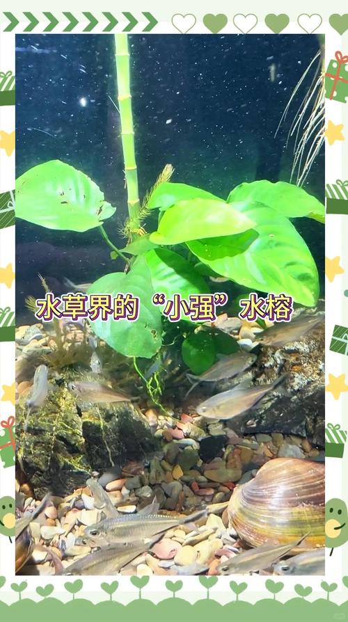 越冬与扩繁控制