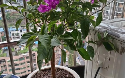 三角梅是四季开花吗？花期管理与促花技巧全解析