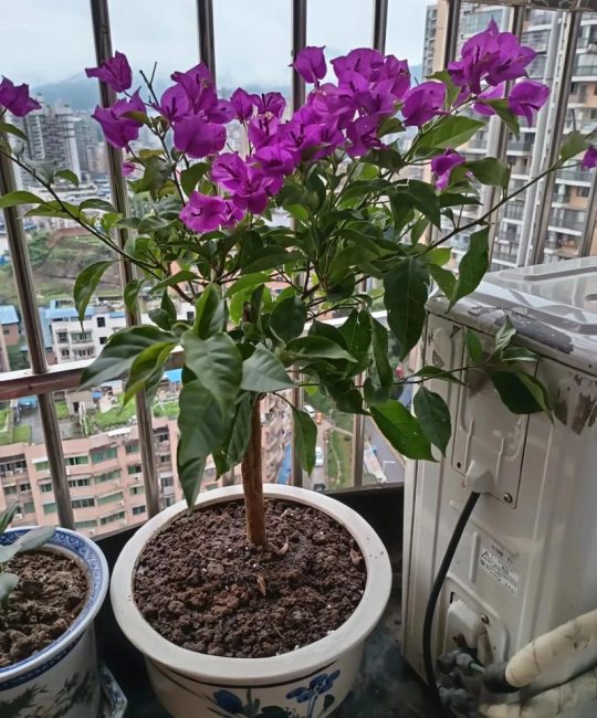 三角梅是四季开花吗？花期管理与促花技巧全解析