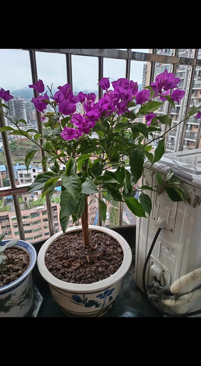 三角梅是四季开花吗?花期管理与促花技巧全解析 三角梅是四季开花吗?花期管理与促花技巧全解析