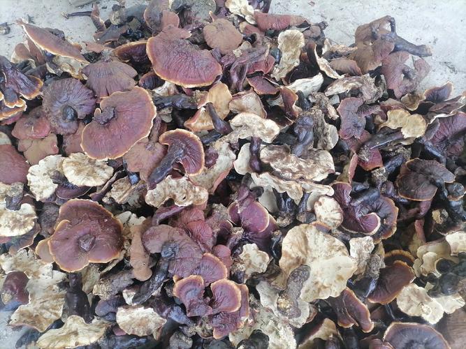 室内种植灵芝完全指南:从环境准备到出菇采收,手把手教你成功 三、栽前处理(菌种接种操作)