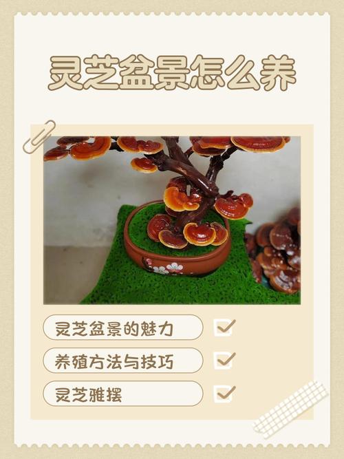 室内种植灵芝完全指南:从环境准备到出菇采收,手把手教你成功 六、缓苗管理(出菇期的环境调控)