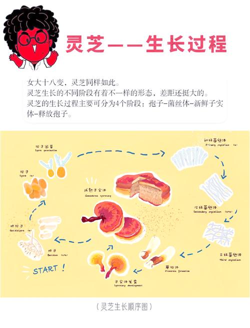 室内种植灵芝完全指南:从环境准备到出菇采收,手把手教你成功 五、浇定根水(湿度管理的关键)