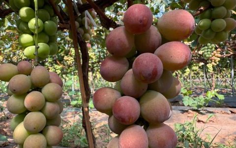 妮娜皇后葡萄价格是多少？规格、产地、采购量影响报价