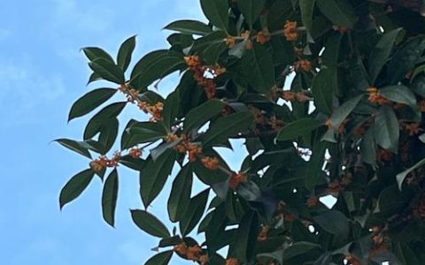 现在桂花开花是怎么回事？详解反常花期原因与养护管理指南