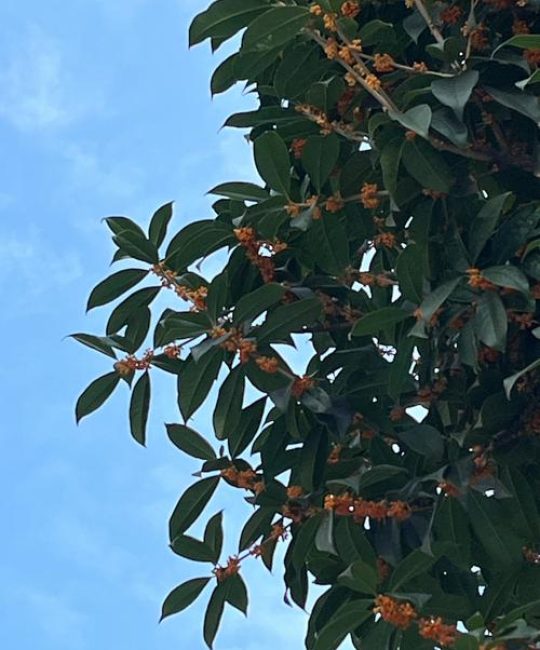 现在桂花开花是怎么回事？详解反常花期原因与养护管理指南