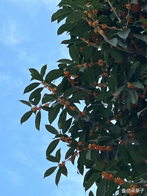 现在桂花开花是怎么回事?详解反常花期原因与养护管理指南 现在桂花开花是怎么回事?详解反常花期原因与养护管理指南