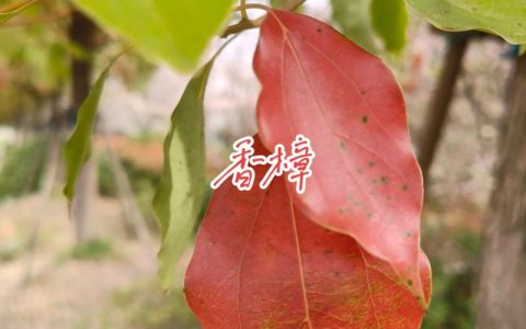 香樟树是常绿还是落叶？详解香樟生长习性、移栽技术与庭院养护指南