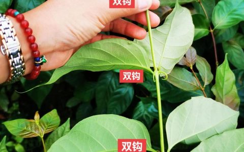 钩藤苗采购渠道深度解析：科学评估与风险规避指南