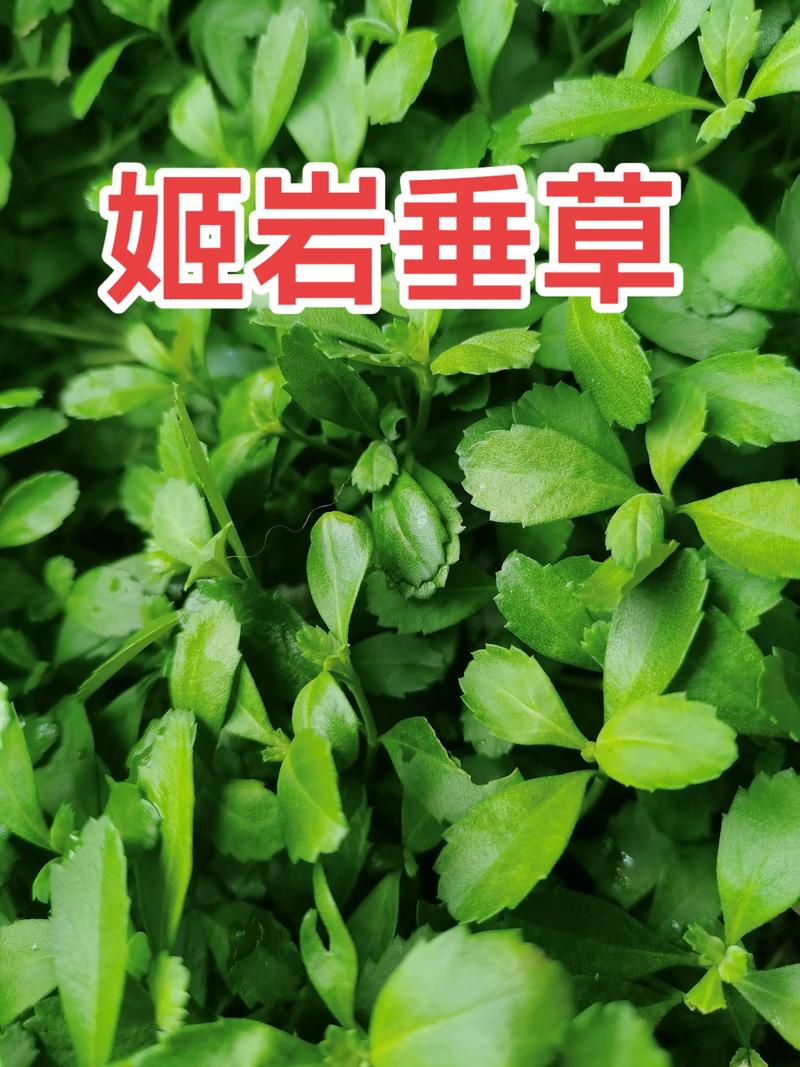 姬岩垂草是常绿的吗?全面解析其生长习性与南北种植指南 二、气候适应性评估:南北方种植差异