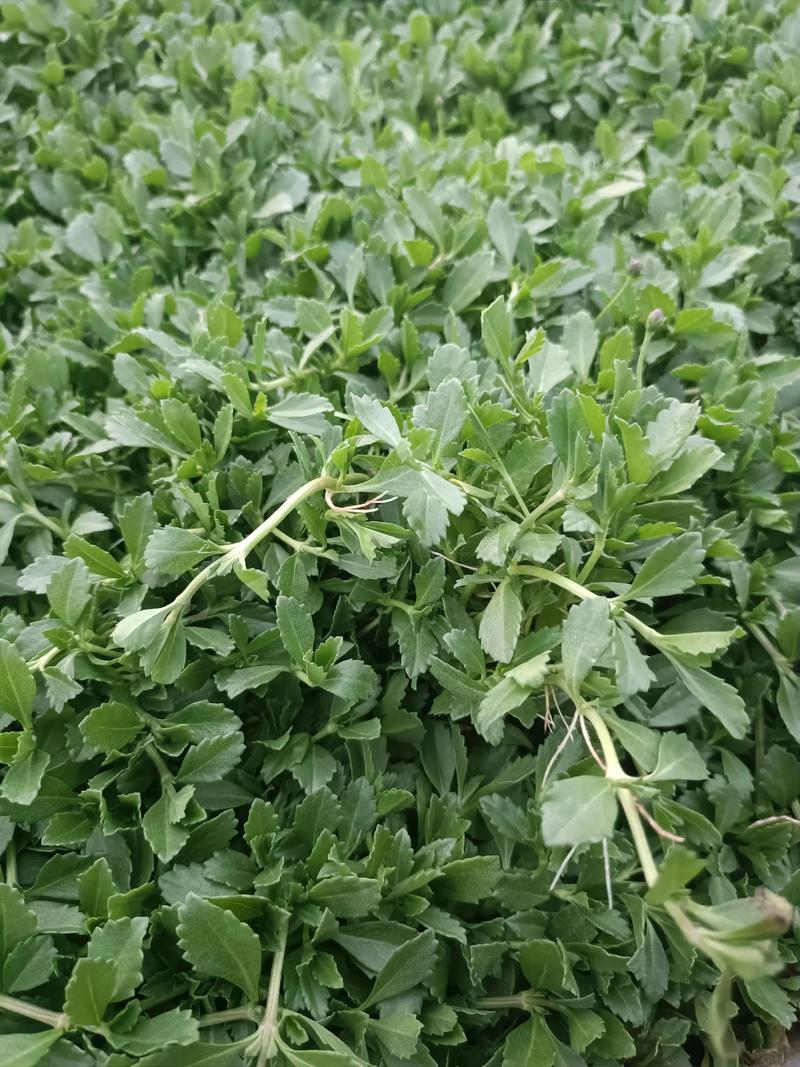 姬岩垂草是常绿的吗?全面解析其生长习性与南北种植指南 三、适种区域与差异化建议