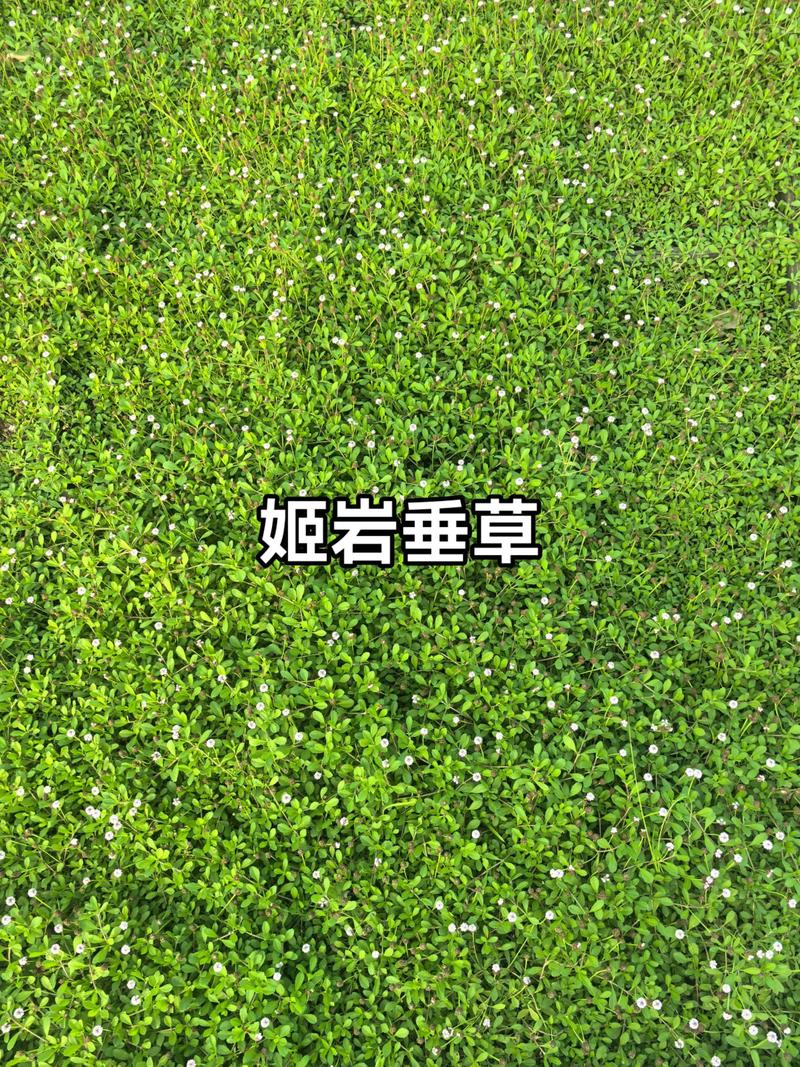 姬岩垂草是常绿的吗?全面解析其生长习性与南北种植指南 四、常见误区纠正