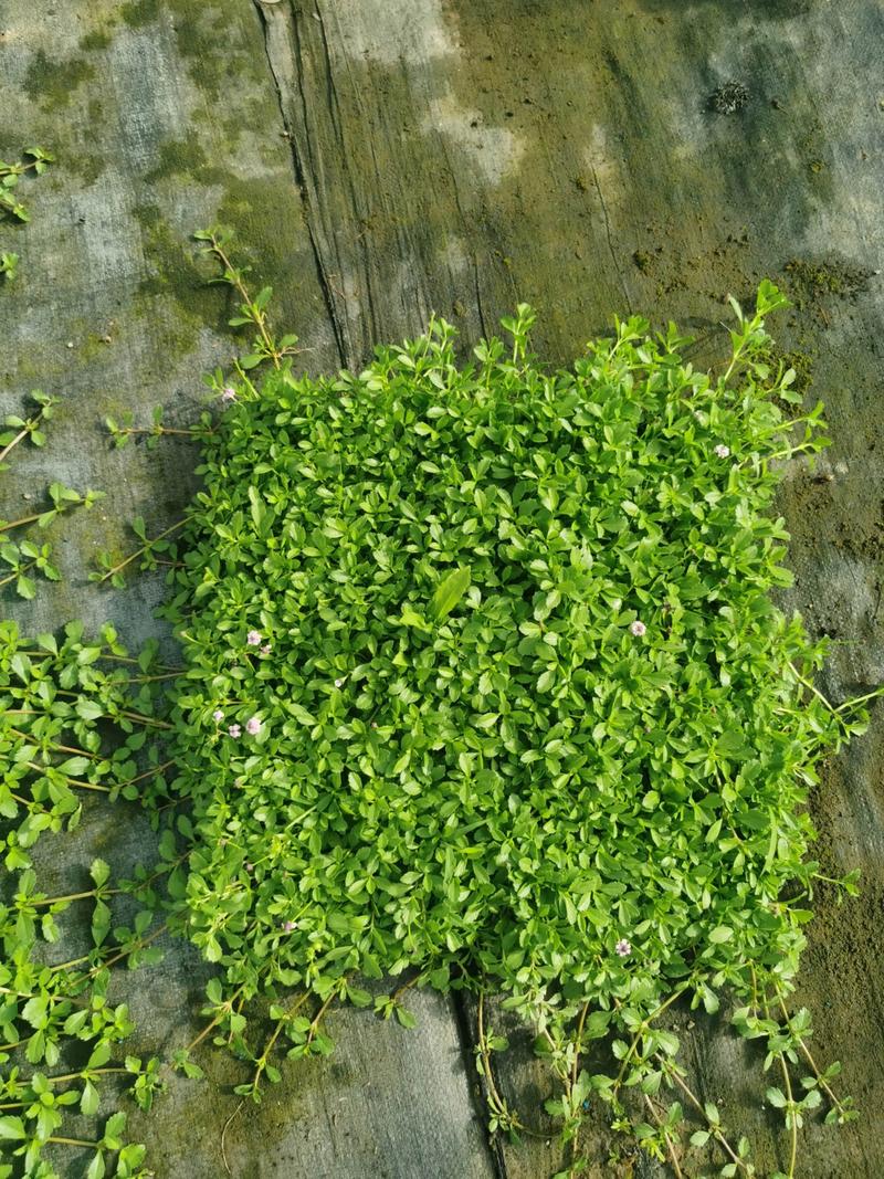 姬岩垂草是常绿的吗?全面解析其生长习性与南北种植指南 五、总结与推荐