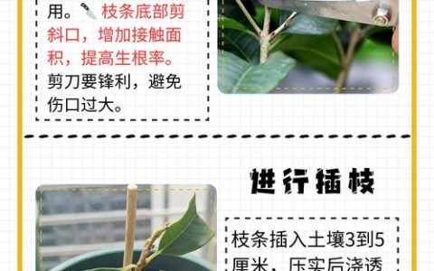 桂花怎么插枝能活？掌握5个关键步骤，成活率高达90%