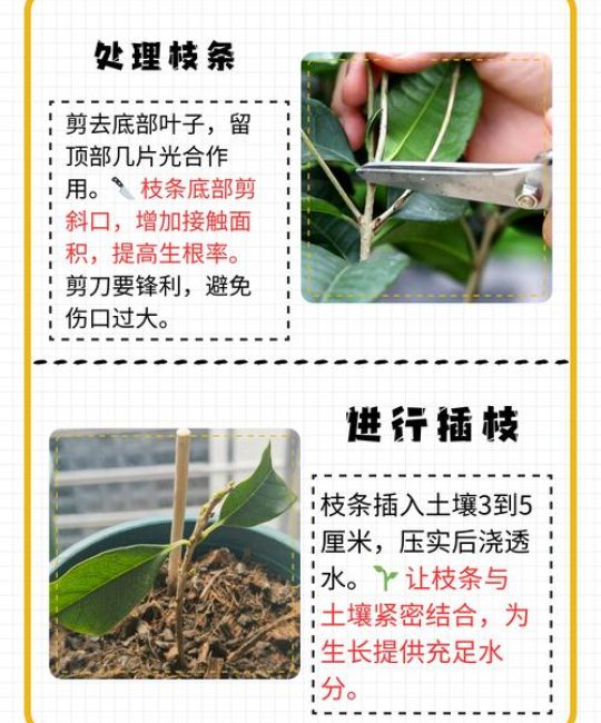 桂花怎么插枝能活？掌握5个关键步骤，成活率高达90%