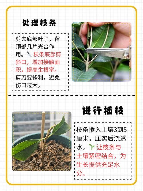 桂花怎么插枝能活?掌握5个关键步骤,成活率高达90% 桂花怎么插枝能活?掌握5个关键步骤,成活率高达90%