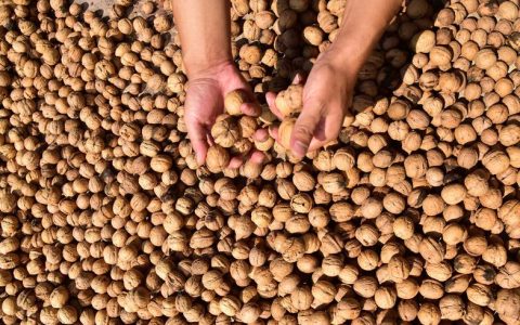 2026年核桃哪里产的最好？云南漾濞与新疆阿克苏领跑，附种植与选购指南