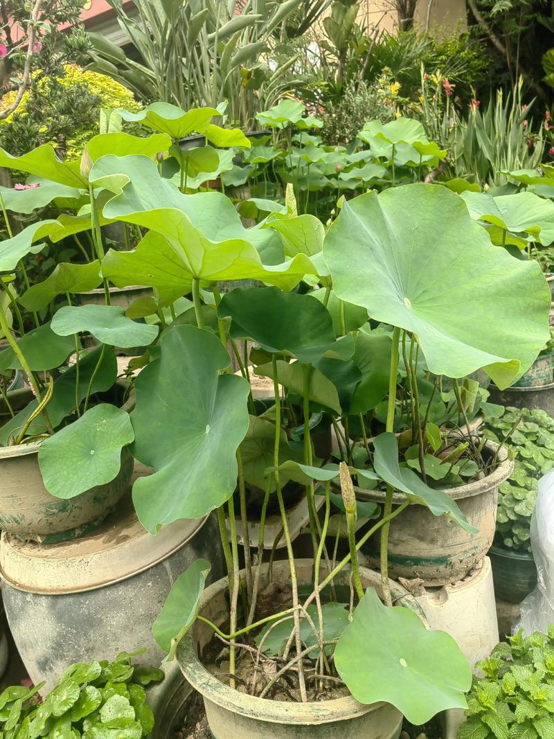 景观与功能配置推荐