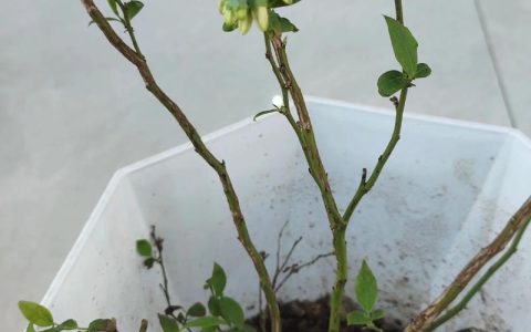 蓝莓什么时候开花结果？详解花期果期及促花促果技巧
