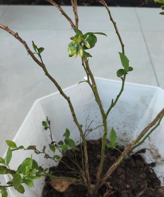 蓝莓什么时候开花结果？详解花期果期及促花促果技巧