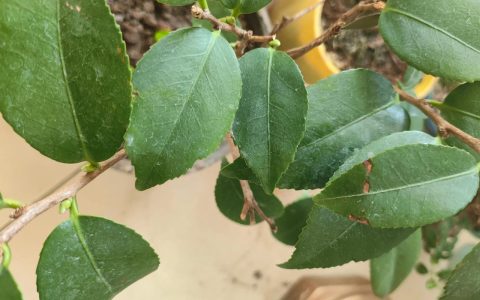 茶花小苗怎么养长得快？从浇水到换盆的逐步养护指南