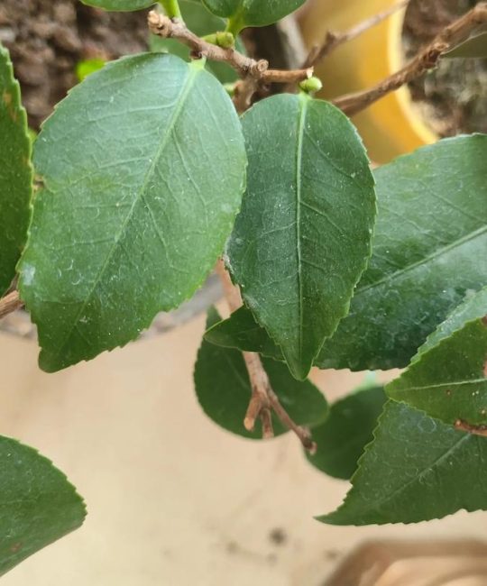 茶花小苗怎么养长得快？从浇水到换盆的逐步养护指南