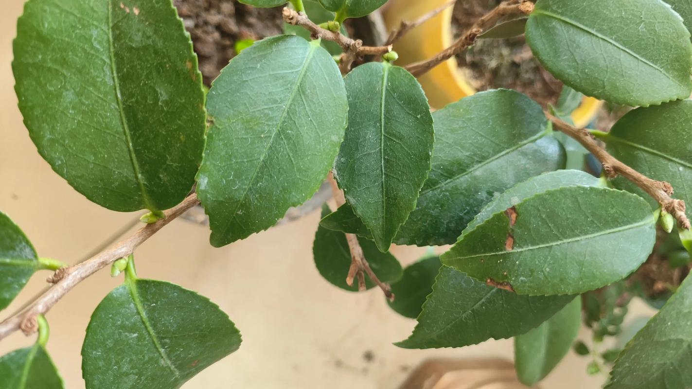 茶花小苗怎么养长得快?从浇水到换盆的逐步养护指南 茶花小苗怎么养长得快?从浇水到换盆的逐步养护指南