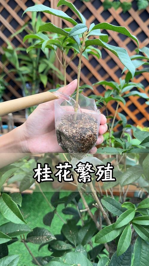 桂花罩上塑料袋需要透气吗?正确做法与注意事项 特别注意事项