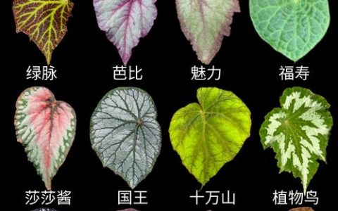 海棠花耐寒多少度？四季养护与品种差异全解析