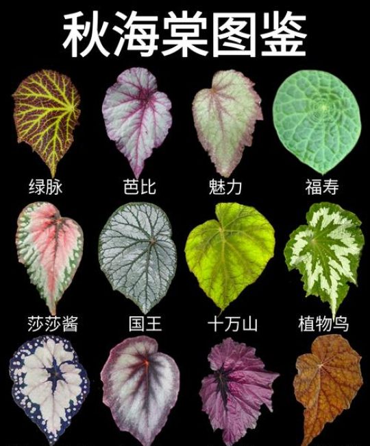 海棠花耐寒多少度？四季养护与品种差异全解析