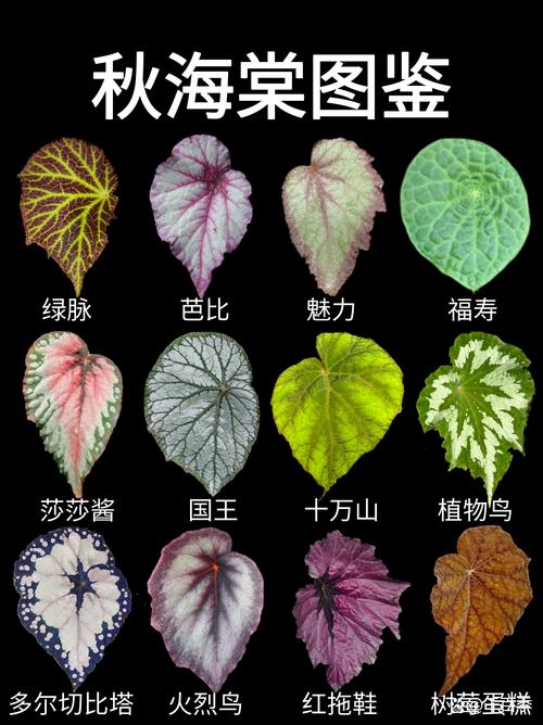 海棠花耐寒多少度？四季养护与品种差异全解析