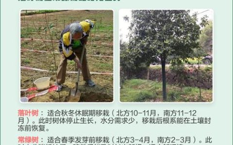 移栽树木最佳时间及全流程种植技术指南