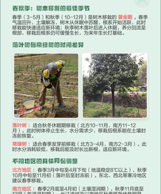 移栽树木最佳时间及全流程种植技术指南
