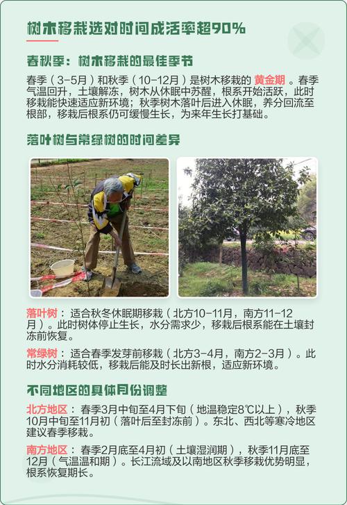 移栽树木最佳时间及全流程种植技术指南 移栽树木最佳时间及全流程种植技术指南