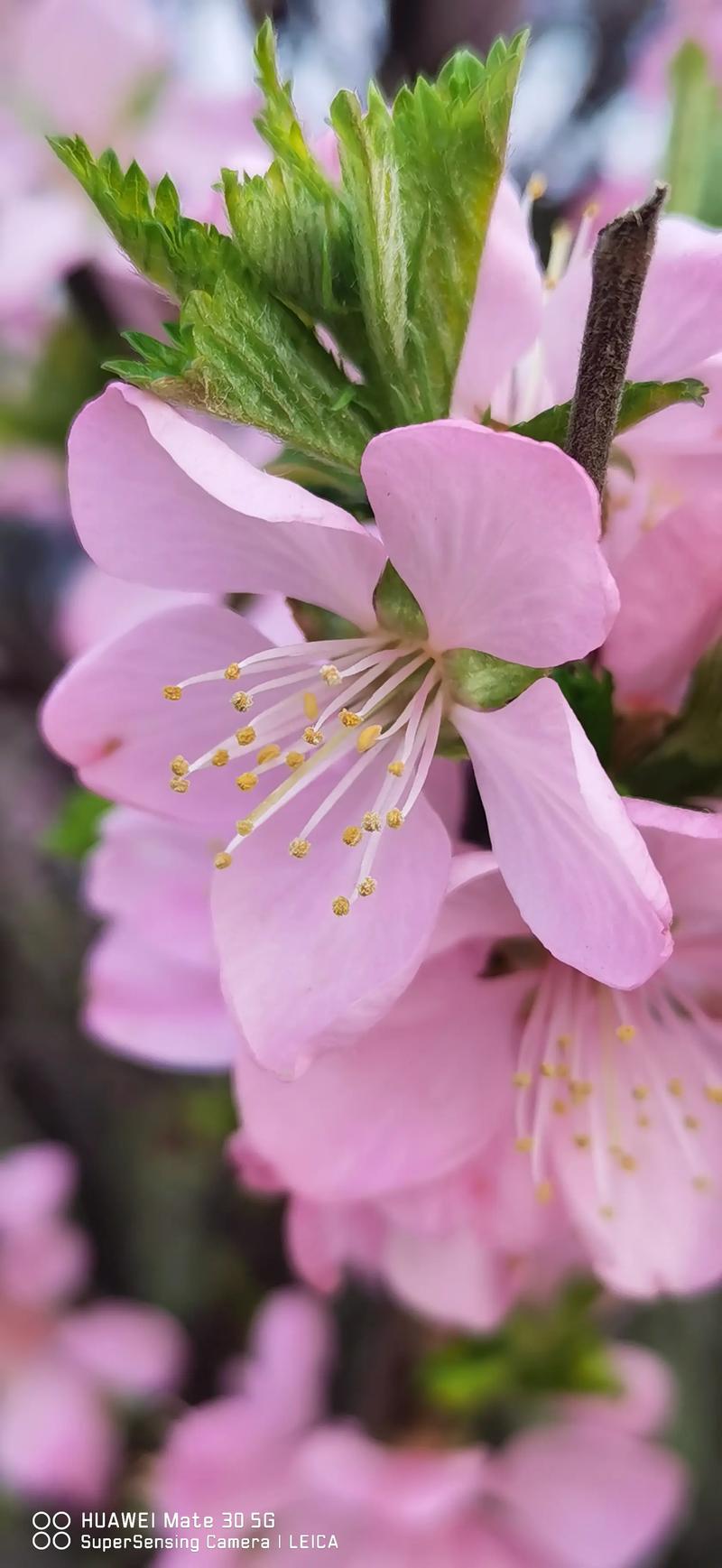 少数梅花叫什么花?单瓣梅花详解:形态、习性、识别要点 别名:五福梅、原种梅