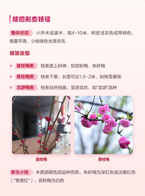 少数梅花叫什么花?单瓣梅花详解:形态、习性、识别要点 生长习性:喜光耐寒,适应性强,忌积水