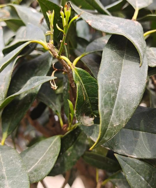桂花树新芽枯萎是什么原因？