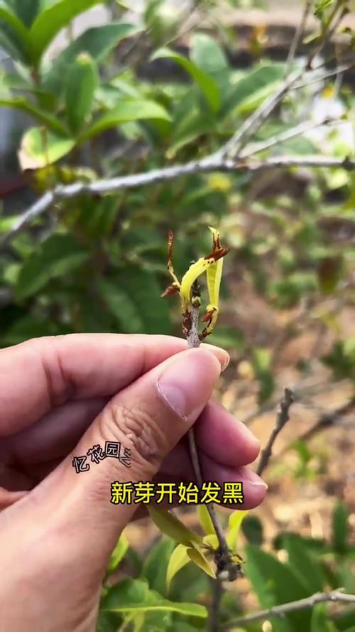 桂花树新芽枯萎是什么原因? 处理办法(按原因对应操作)