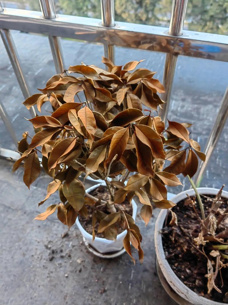 桂花树新芽枯萎是什么原因? 分步排查清单(按顺序执行)