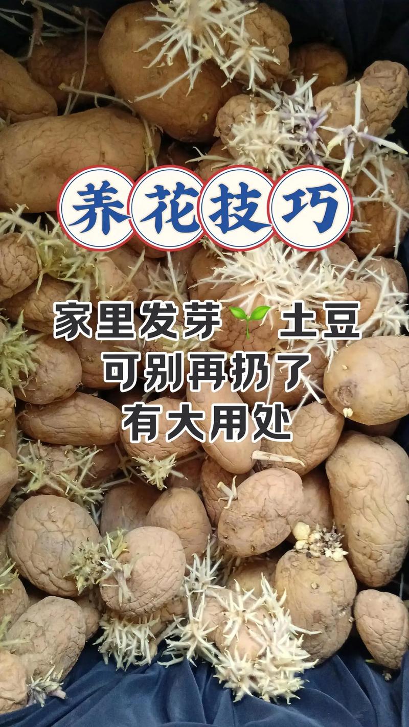 马铃薯怎么种植?7个核心步骤教你种出高产土豆 三、栽前处理——种薯准备
