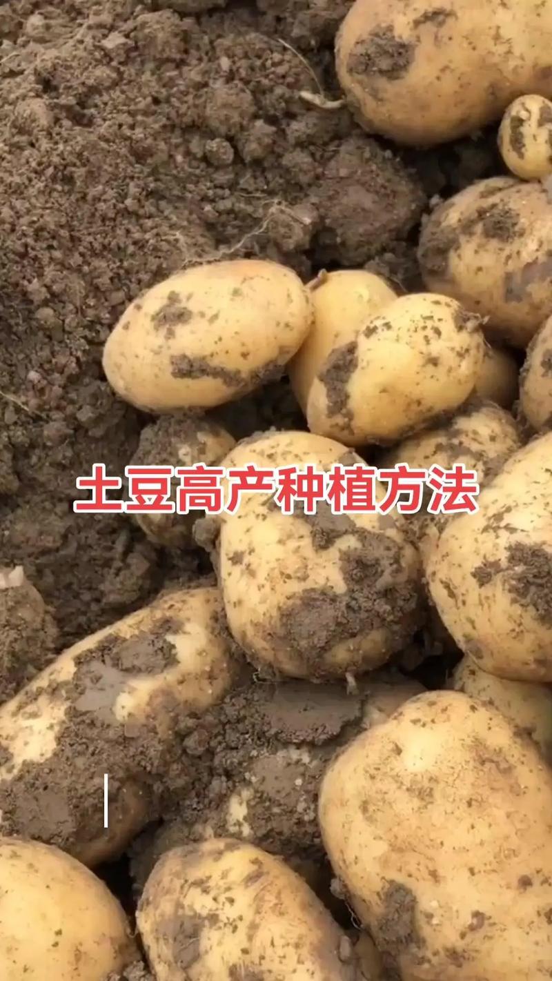 马铃薯怎么种植?7个核心步骤教你种出高产土豆 四、播种深度