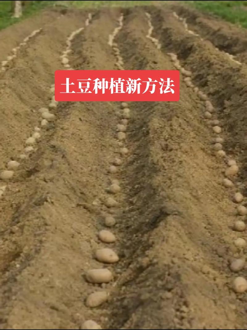 马铃薯怎么种植?7个核心步骤教你种出高产土豆 五、浇定根水