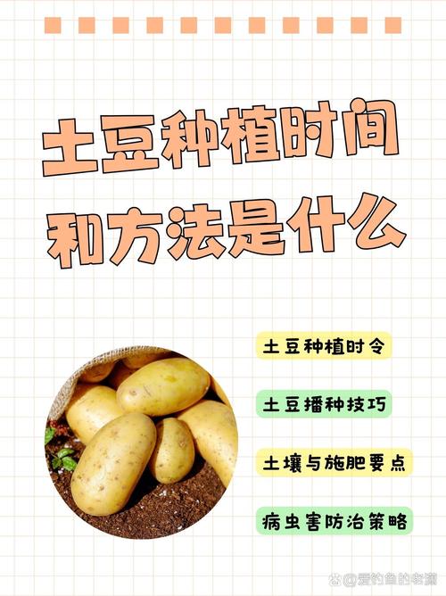马铃薯怎么种植?7个核心步骤教你种出高产土豆 七、成活注意事项(苗期及中后期管理)