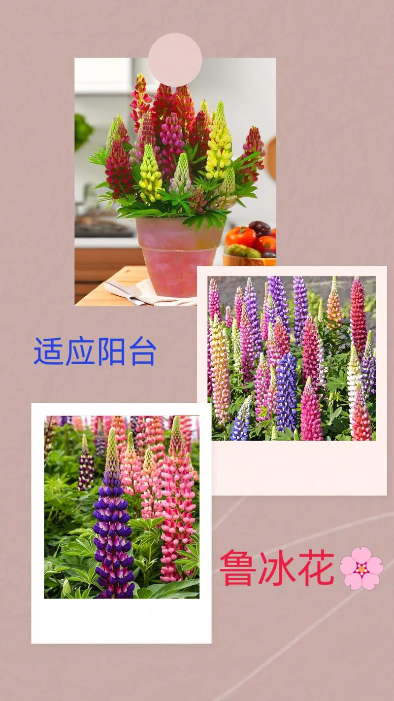 鲁冰花怎么播种?从时间到生根,一整套可落地的操作指南 三、种子处理:打破硬壳是关键