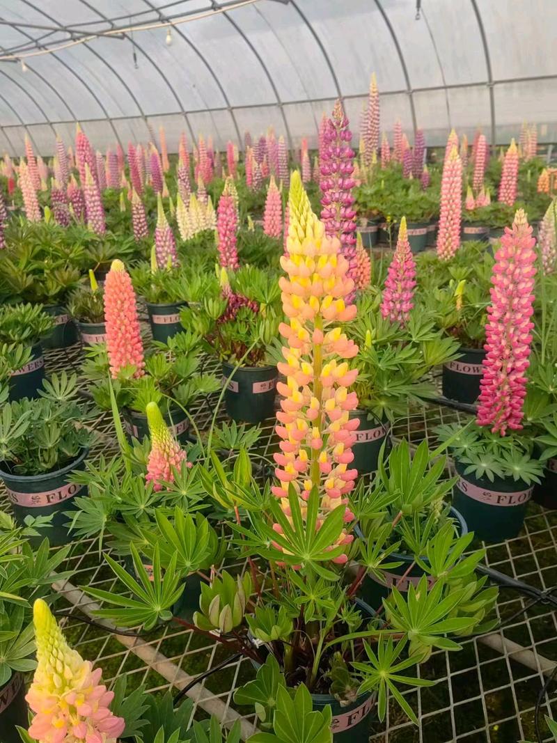 鲁冰花怎么播种?从时间到生根,一整套可落地的操作指南 六、缓苗管理:发芽前保持湿润,出苗后立即见光