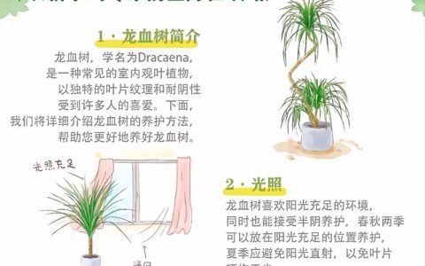 龙血树繁殖与栽培技术全攻略