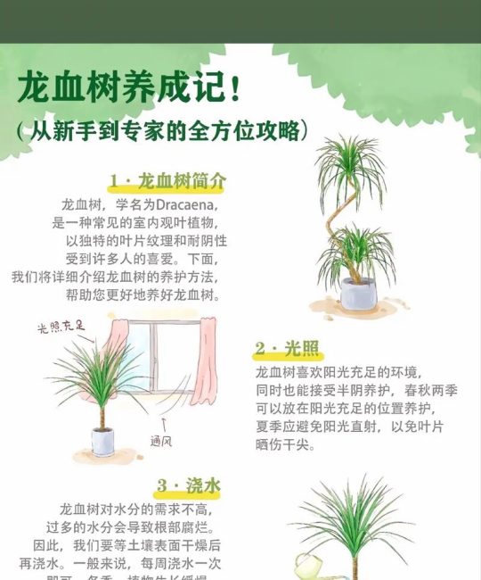 龙血树繁殖与栽培技术全攻略